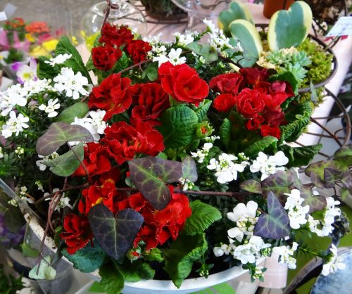 寄せ植え講習会用タイトル画像