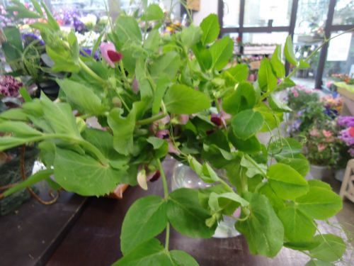 画像の名前を入力