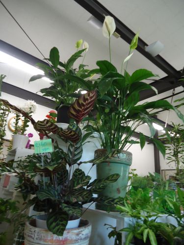 画像の名前を入力