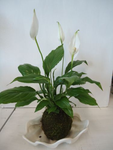 画像の名前を入力