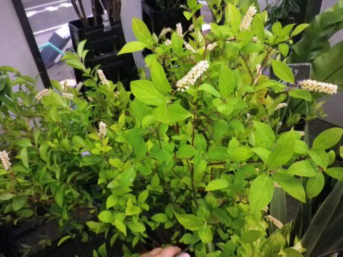 画像の名前を入力