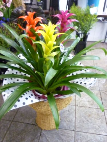 画像の名前を入力