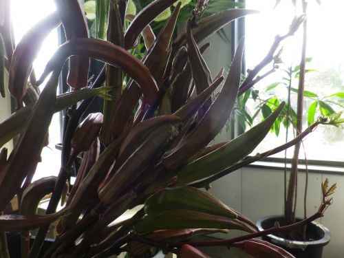 画像の名前を入力