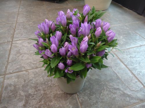 画像の名前を入力