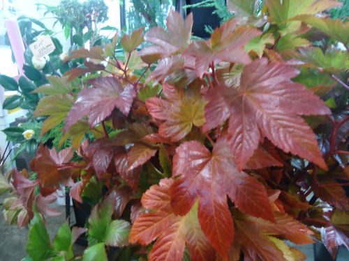 画像の名前を入力