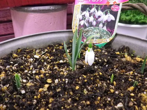 画像の名前を入力