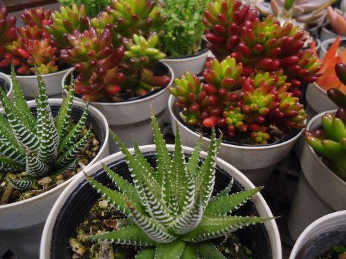 画像の名前を入力