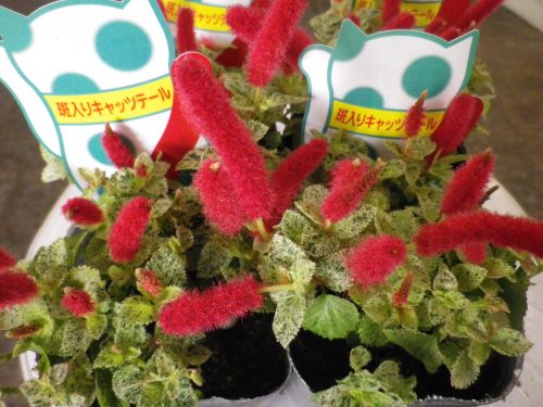 画像の名前を入力