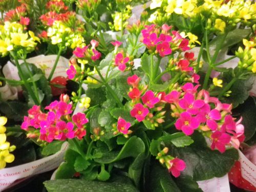 画像の名前を入力