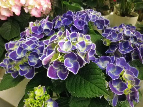 画像の名前を入力