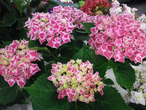 画像の名前を入力