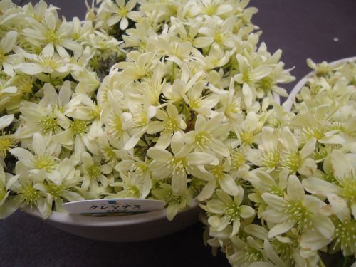 画像の名前を入力