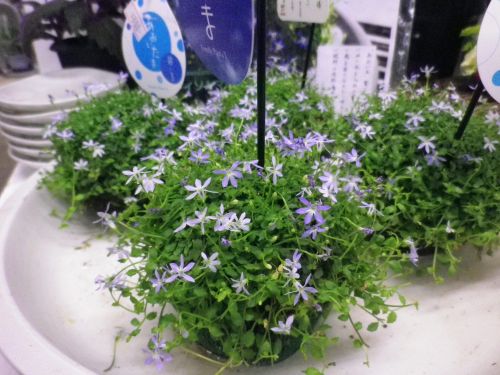 画像の名前を入力