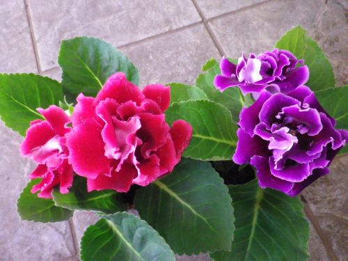 画像の名前を入力