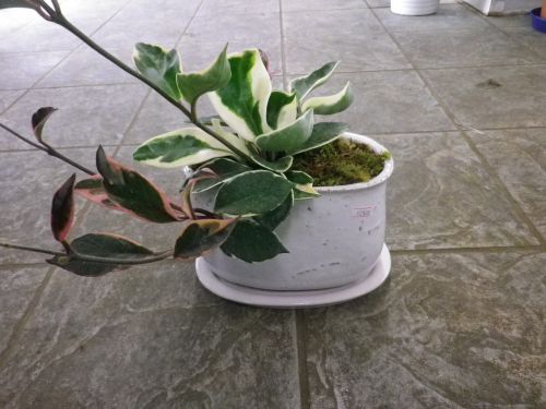 画像の名前を入力