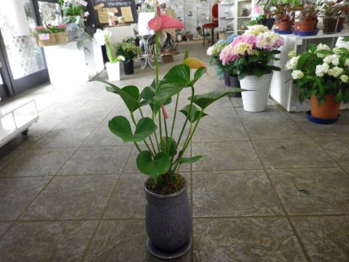 画像の名前を入力