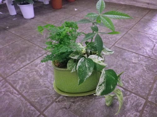 画像の名前を入力