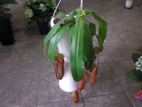 画像の名前を入力