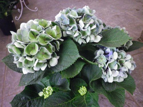 画像の名前を入力