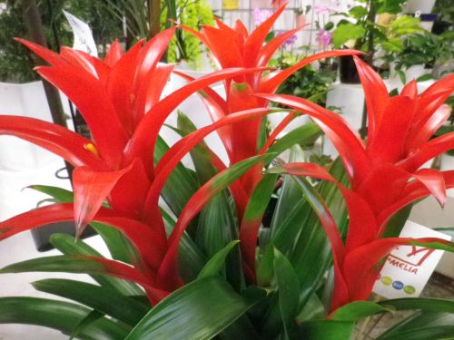 画像の名前を入力