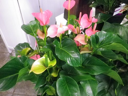 画像の名前を入力