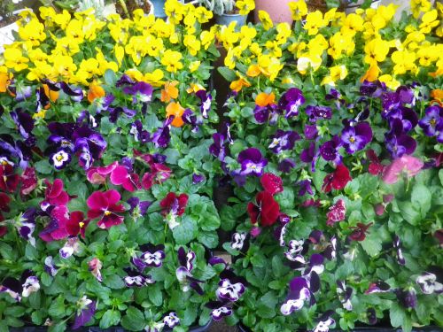 画像の名前を入力