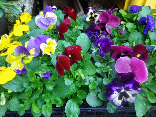 画像の名前を入力