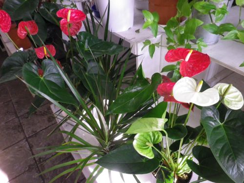 画像の名前を入力