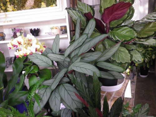 画像の名前を入力