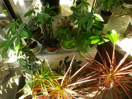 画像の名前を入力