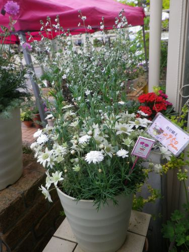 画像の名前を入力