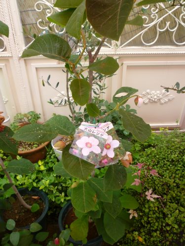 画像の名前を入力