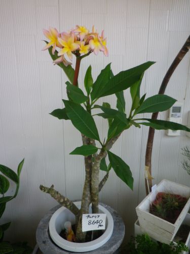 画像の名前を入力