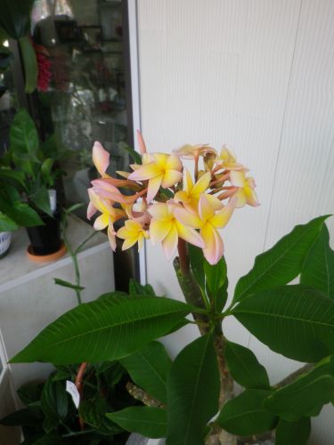 画像の名前を入力