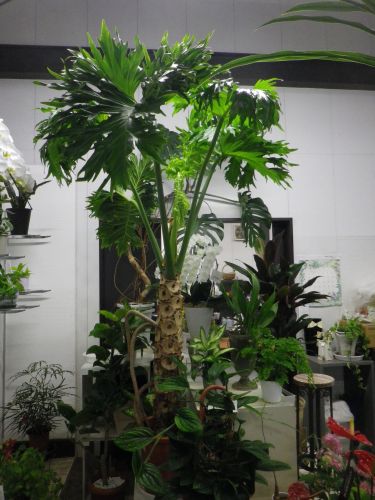 画像の名前を入力