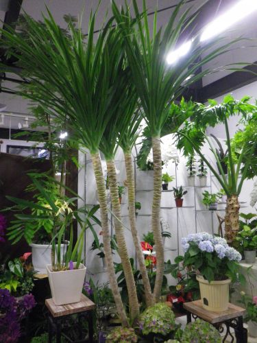 画像の名前を入力