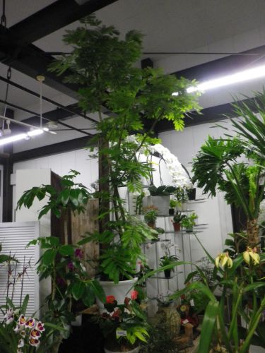 画像の名前を入力