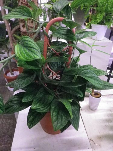 画像の名前を入力