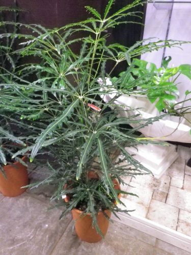 画像の名前を入力