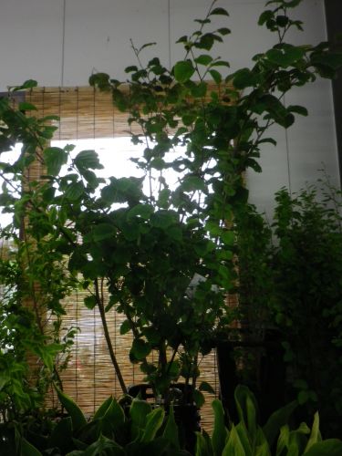 画像の名前を入力