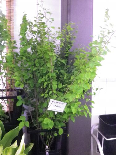 画像の名前を入力