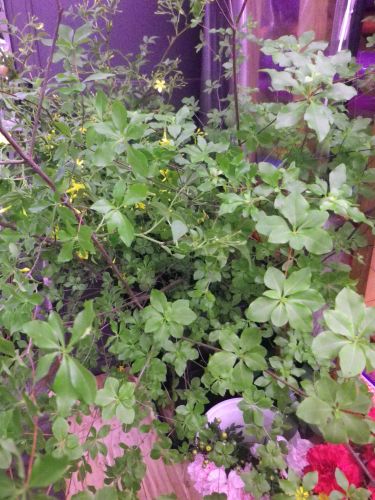 画像の名前を入力