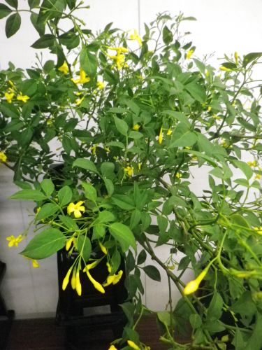 画像の名前を入力