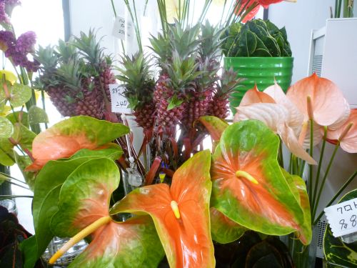 画像の名前を入力