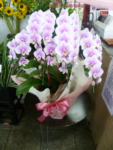 画像の名前を入力