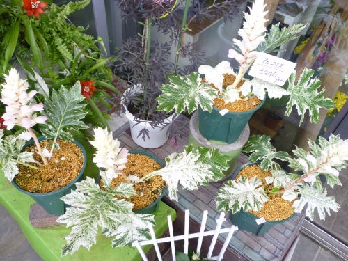 画像の名前を入力