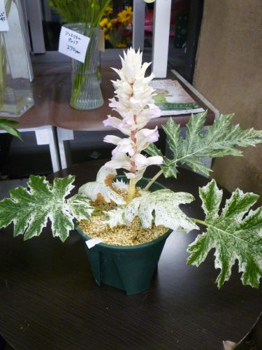 画像の名前を入力