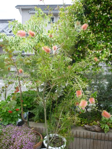 画像の名前を入力