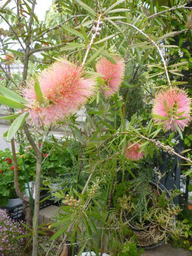 画像の名前を入力