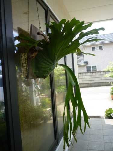 画像の名前を入力